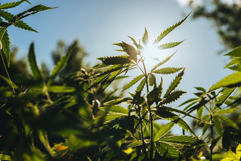 Hvad er CBD?