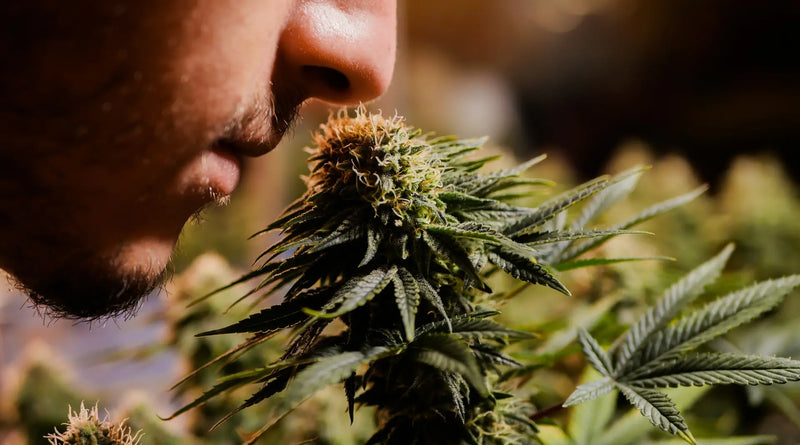 Terpener dannes i trichomerne: hvad sker der i glandulære hår?