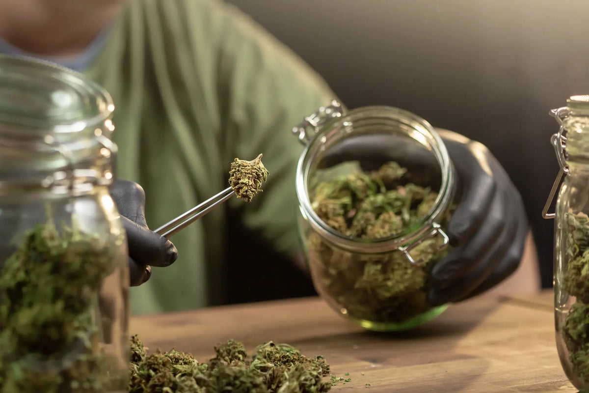 Opbevaring af CBD-produkter: hvad nedbryder cannabinoider og terpener?