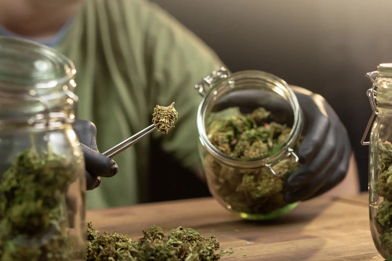 Opbevaring af CBD-produkter: hvad nedbryder cannabinoider og terpener?