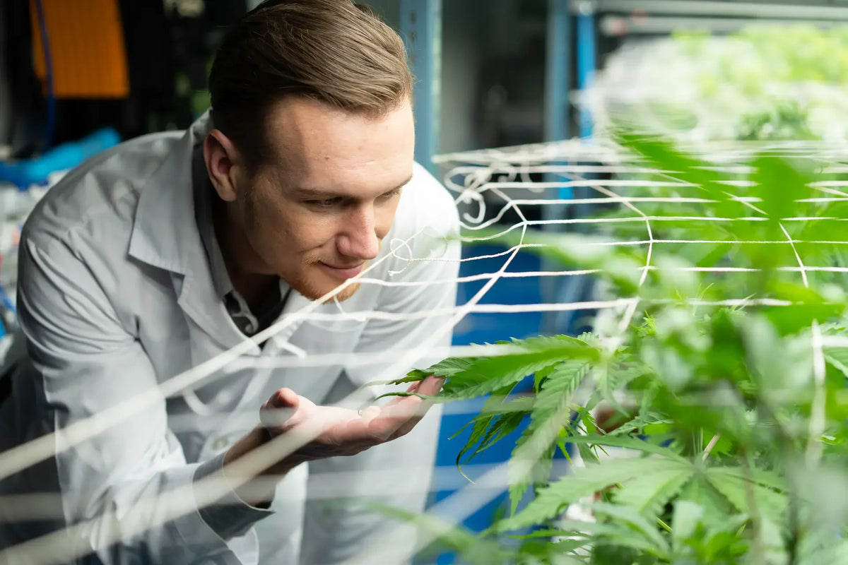 Lys, temperatur og vandstress: hvordan miljø påvirker cannabinoid- og terpeneprofilen