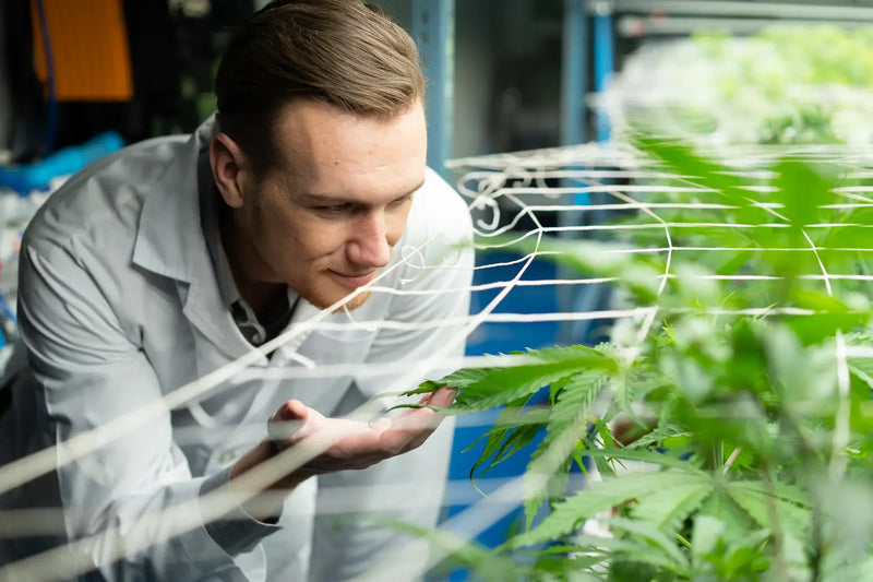 Lys, temperatur og vandstress: hvordan miljø påvirker cannabinoid- og terpeneprofilen