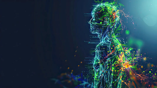 Det endocannabinoide system: CB1, CB2 og de vigtigste signalveje