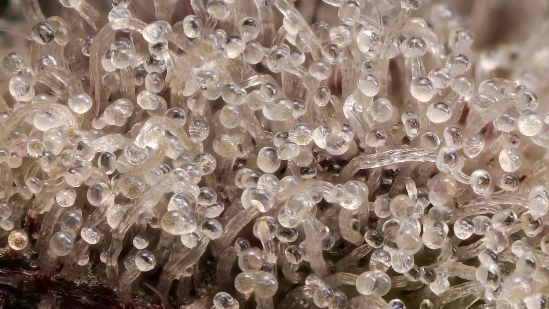 Fra CBGA til alt andet: cannabinoid-biosyntesevejen forklaret