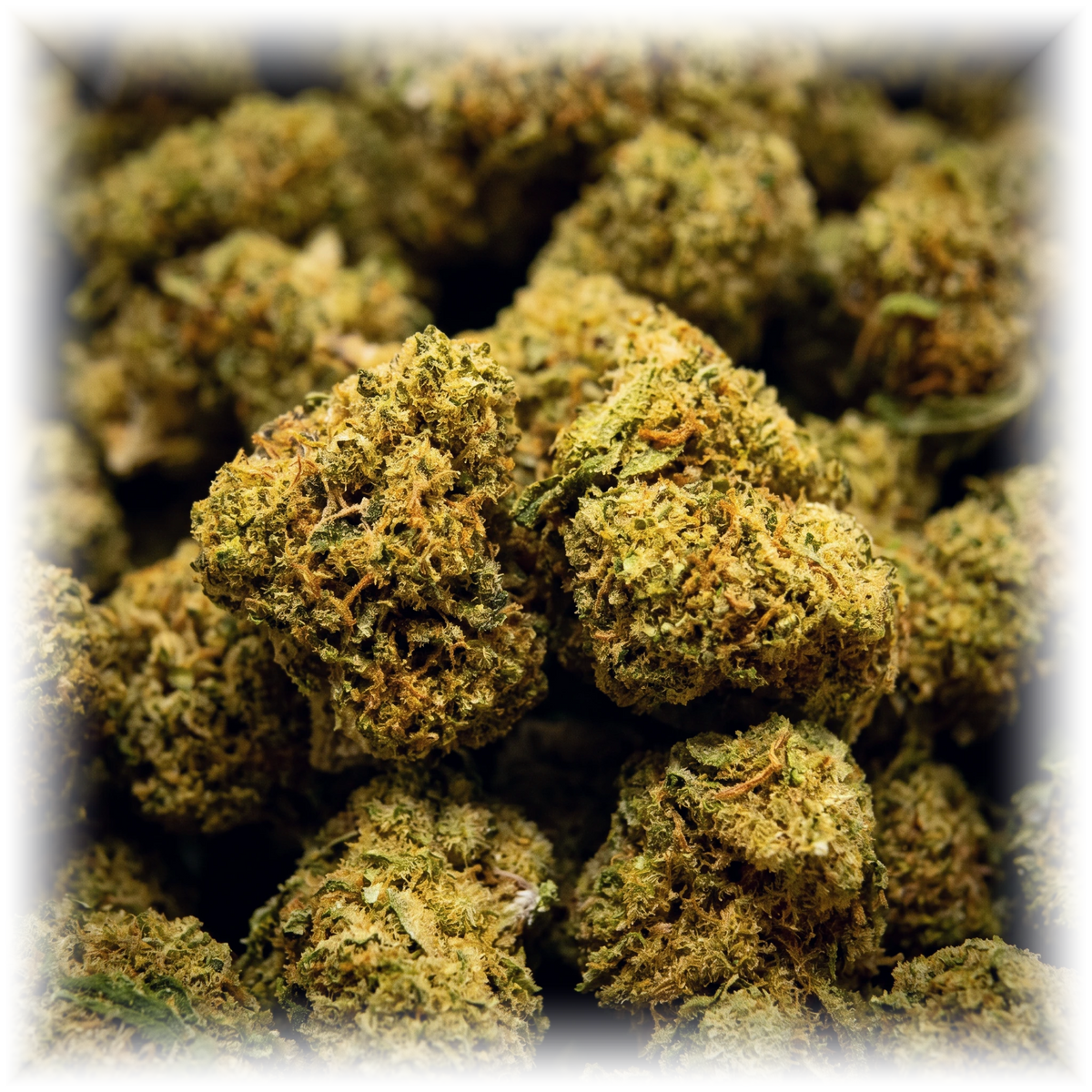 Fruit Cake Popcorn CBD-blomst – makro af små popcorn-toppe