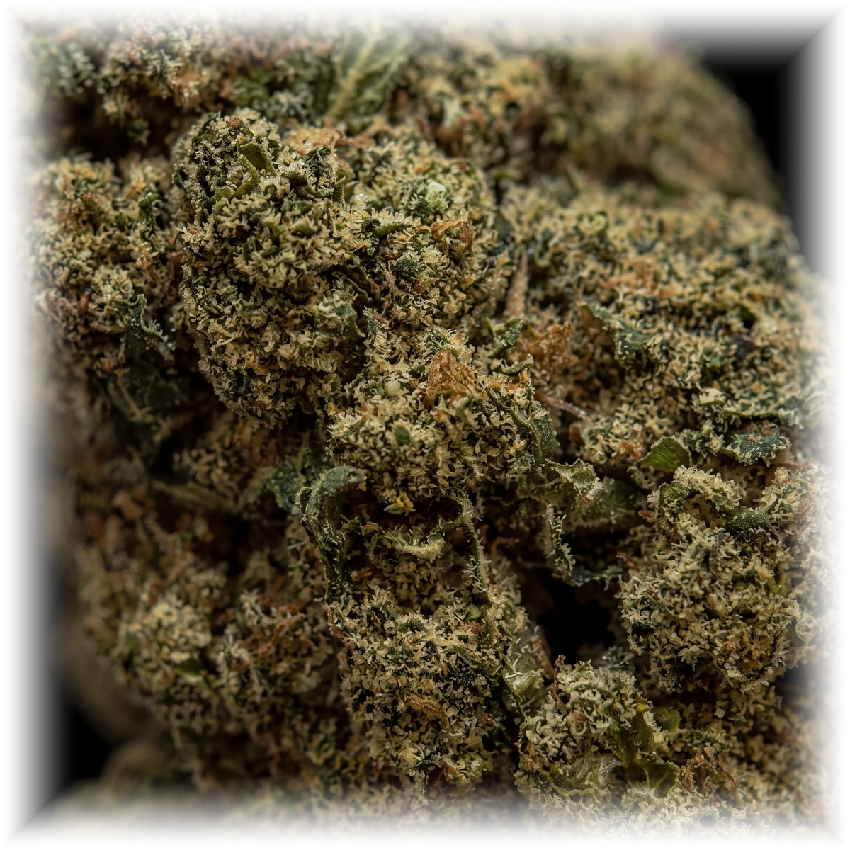 Gary Payton CBD-blomst – makro af trichomer og pistiller