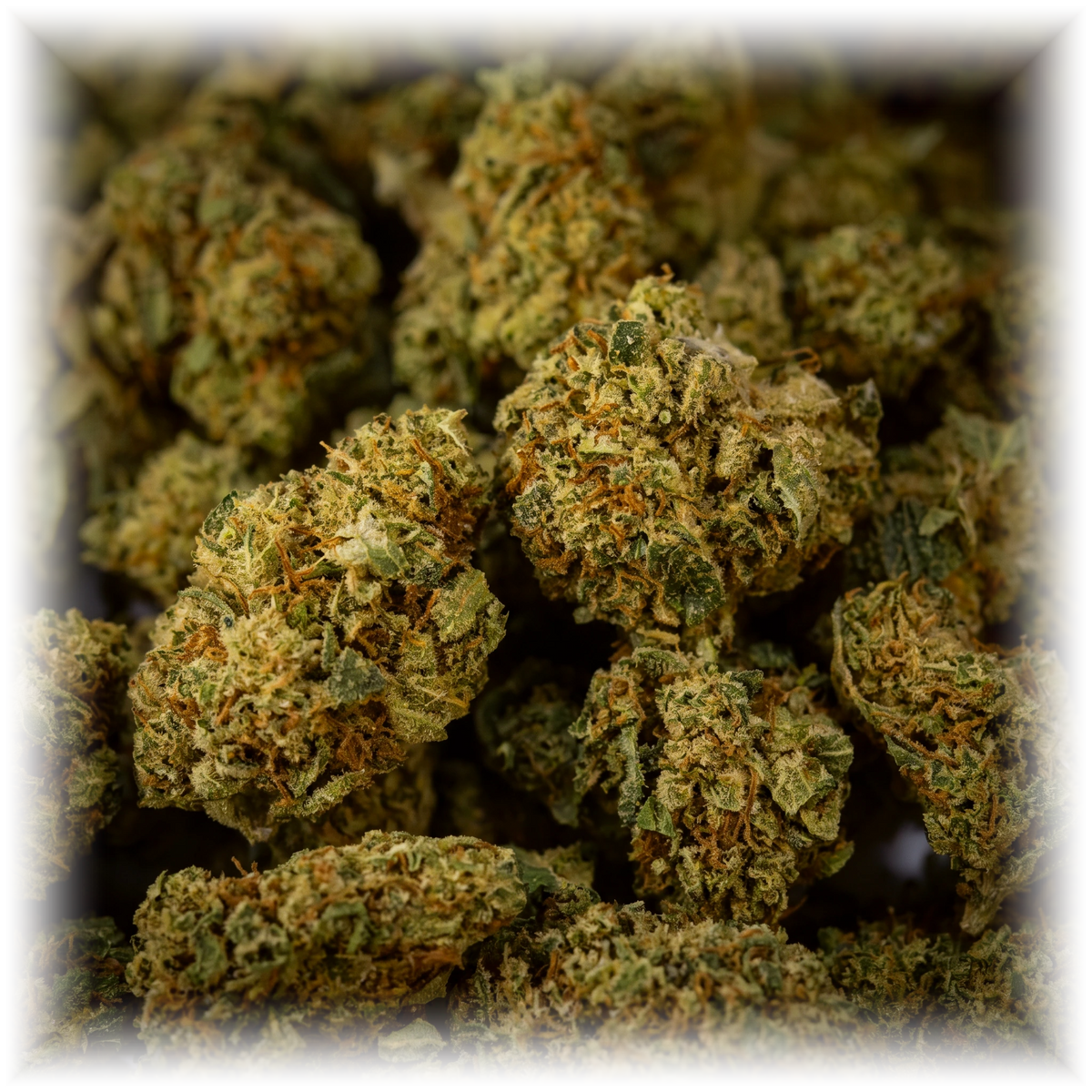 Limoncello Popcorn CBD-blomst – makro af små popcorn-toppe