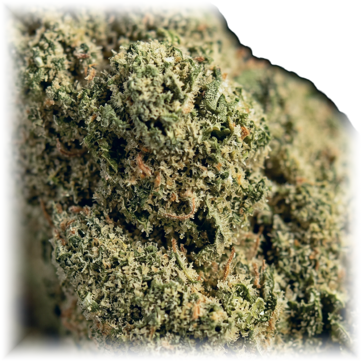 Pineapple Express CBD-blomst – makro af trichomer og pistiller