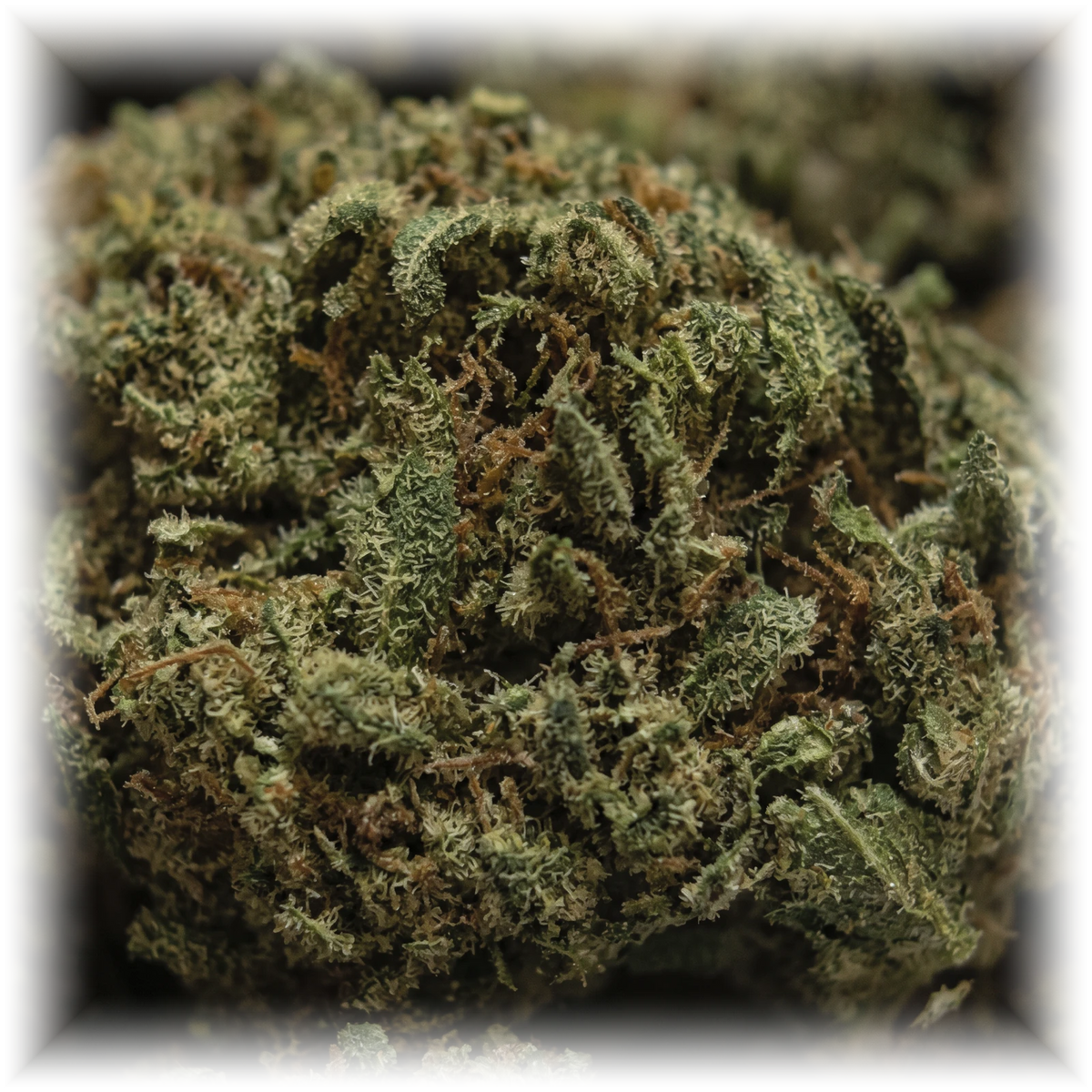 Strawberry Banana CBD-blomst – makro af trichomer og pistiller