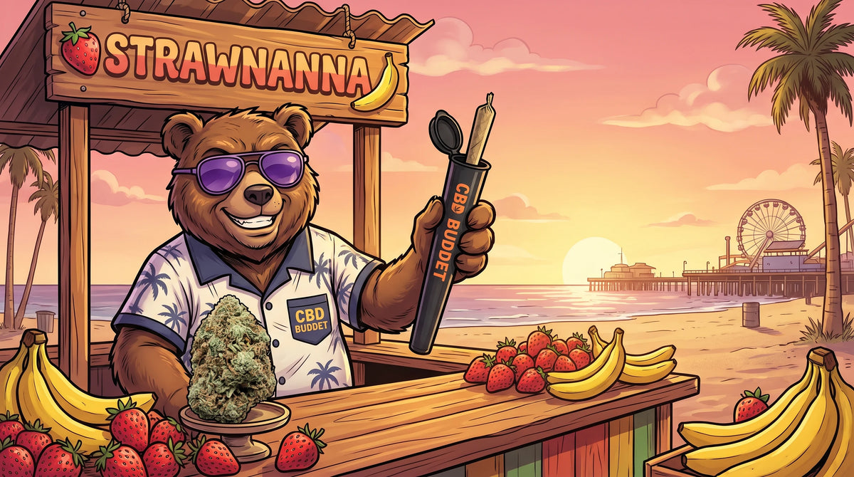 Strawnanna × LA Kush færdigrullet med ekstra THC-A badder i CBD Buddet jointrør