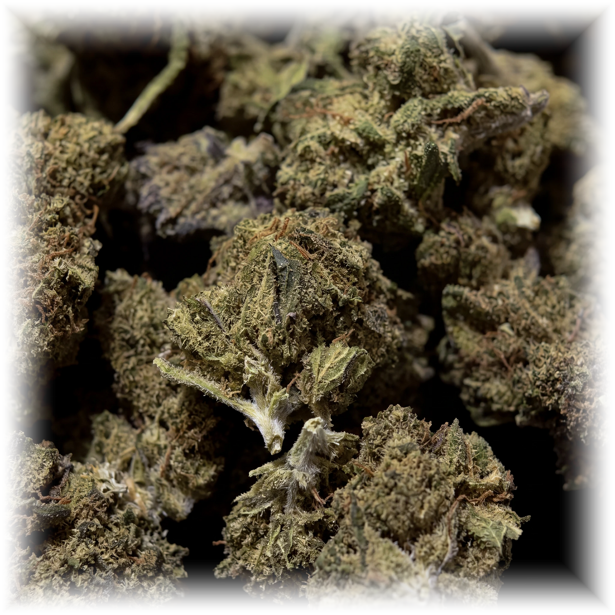 Watermelon Popcorn CBD-blomst – makro af små popcorn-toppe
